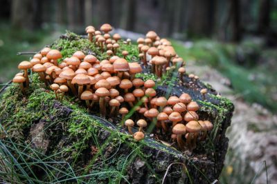 Gemeine Stockschwämmchen (Kuehneromyces mutabilis)