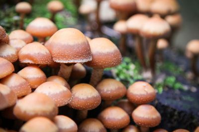 Gemeine Stockschwämmchen (Kuehneromyces mutabilis)