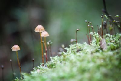 Moos-Häubling (Galerina vittiformis)