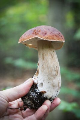 Sommer-Steinpilz (Boletus aestivalis)