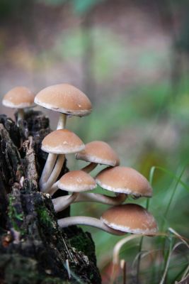 Wässriger Mürbling (Psathyrella piluliformis)