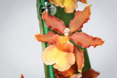 Colmanara Catatante 'Pacific Sunspots'