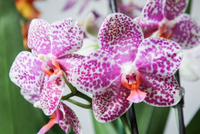 Phalaenopsis Vera 4