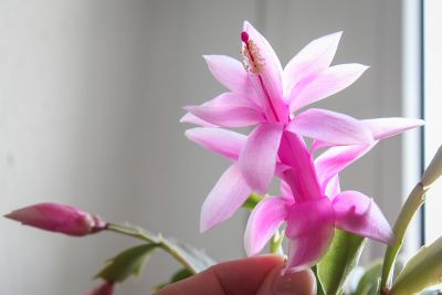 rosa farbener Weihnachtskaktus