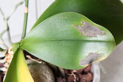 Infektion an Phalaenopsis