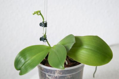 Infizierte Phalaenopsis mit neuen Blättern