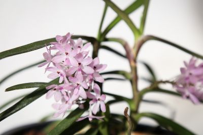 Ascocentrum christensonianum