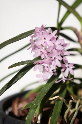 Ascocentrum christensonianum