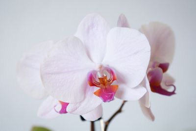 Phalaenopsis Hybride rosé