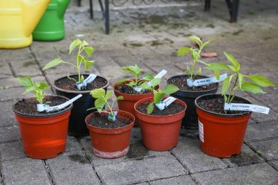 In frische Erde getopft