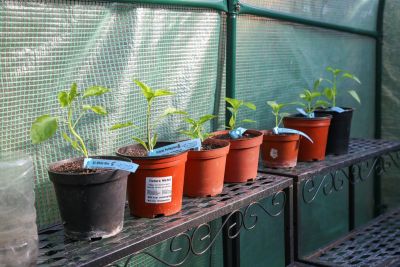 Chilipflanzen im Gewächshaus