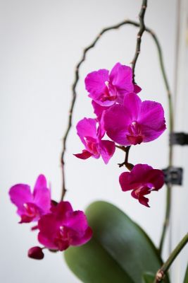 Phalaenopsis Hybride pink