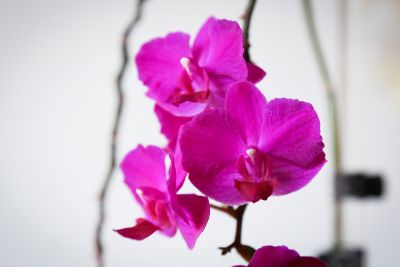 Phalaenopsis Hybride pink