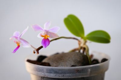 Phal. equestris Kindel