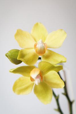 Phalaenopsis Hybride gelb