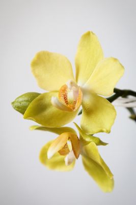 Phalaenopsis Hybride gelb