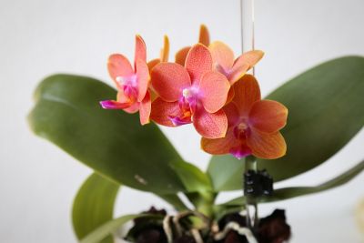 Duft-Phalaenopsis orange