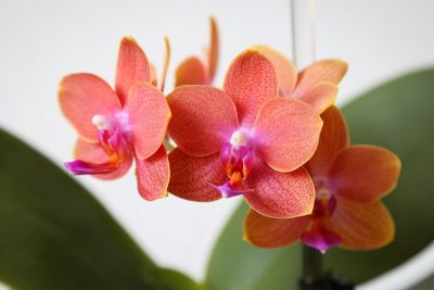 Duft-Phalaenopsis orange