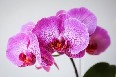 Phalaenopsis pink spotted