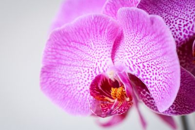 Phalaenopsis pink spotted