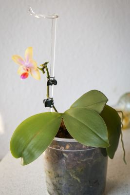 Infizierte Phalaenopsis ein Jahr später