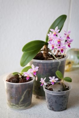 Phalaenopsis equestris Familie