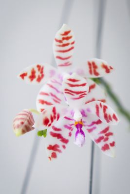 Phalaenopsis tetraspis x mariae