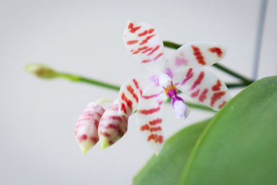 Phalaenopsis tetraspis x mariae