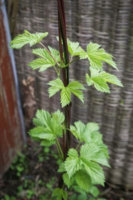 Aromahopfen