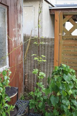 Aromahopfen Anfang Mai