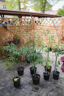 Überwinterte Chilis