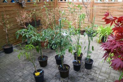 Chilis zurückgeschnitten