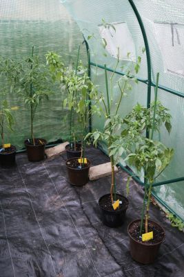 Überwinterte Chilis