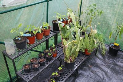 Chili-Jungpflanzen & Blattkakteen