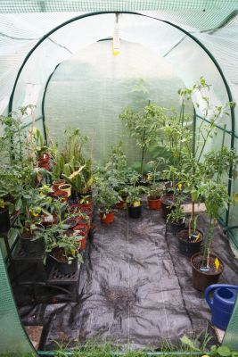 Volles Gewächshaus Mai 2017