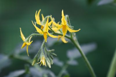 Tomaten in Blüte