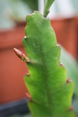 Epiphyllum 'Frühlingspracht'