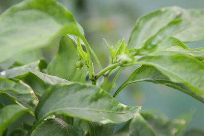 Blüten an überwinterten Chilis
