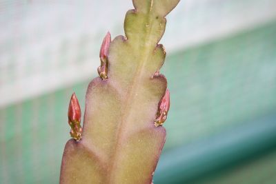Epiphyllum 'Frühlingspracht'