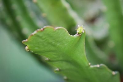 Epiphyllum 'Deutsche Kaiserin'