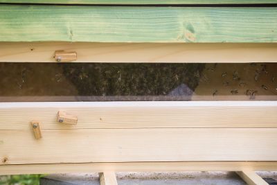 Top-Bar-Hive Schaufenster