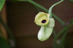 Blüte Pfeifenwinde (Aristolochia macrophylla)