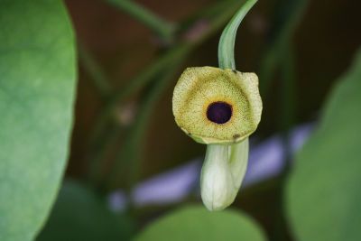 Blüte Pfeifenwinde (Aristolochia macrophylla)