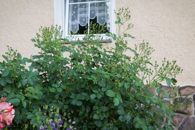 Knospen Duftrose
