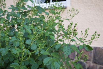 Knospen Duftrose