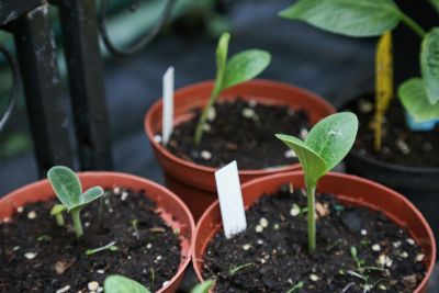 Keimlinge Zucchini