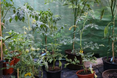 Tomaten-Jungpflanzen