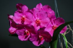 Vanda Pink Beauty Blütentrieb