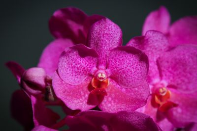 Vanda Pink Beauty Detail