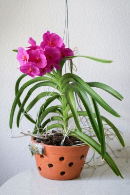 Vanda Pink Beauty im Tontopf